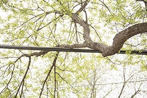 Image of a tree limb on utility wires